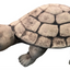 Schildkröte Mr. Turtle